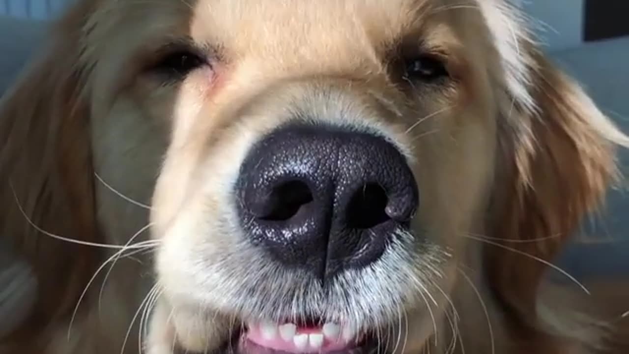 funny animals