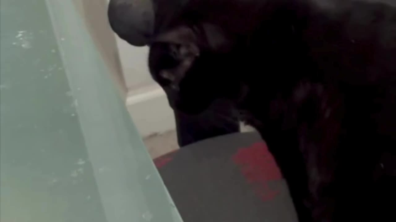 Cute Precious Piper Works at Her Desk - Adopting a Cat from a Shelter Vlog #shorts