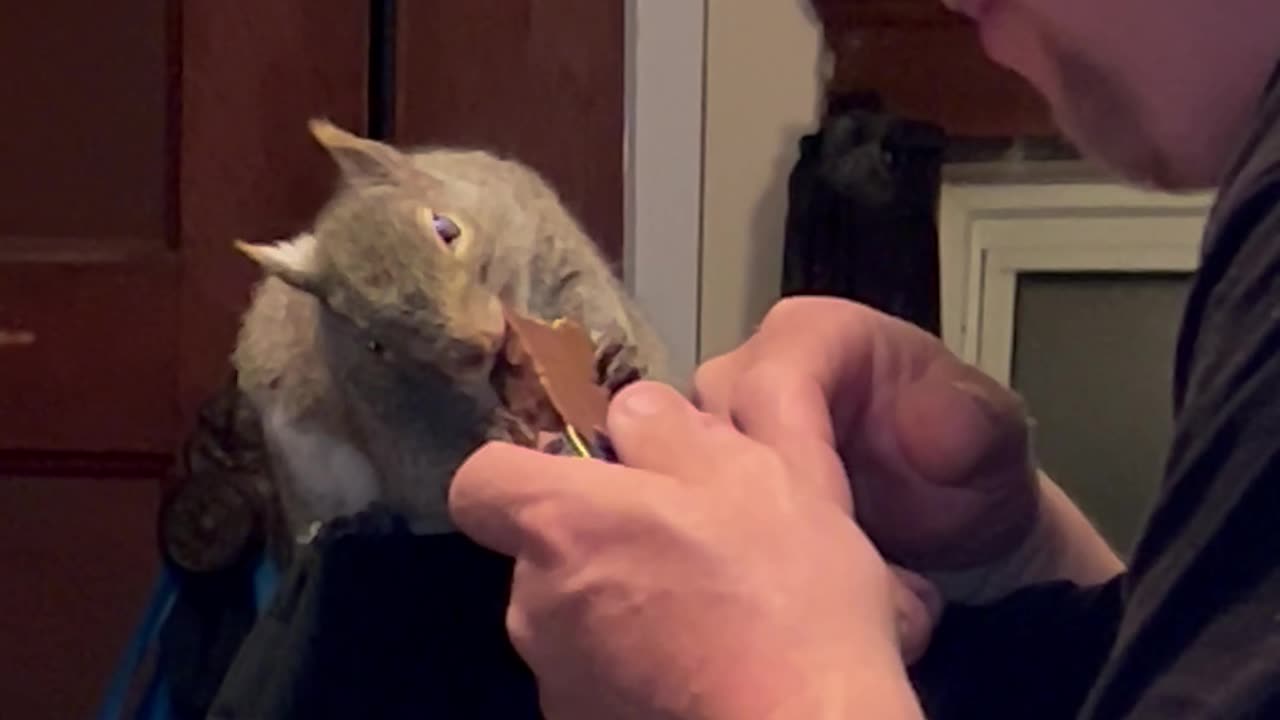 Squirrel Shares Chocolate Treat With Dad