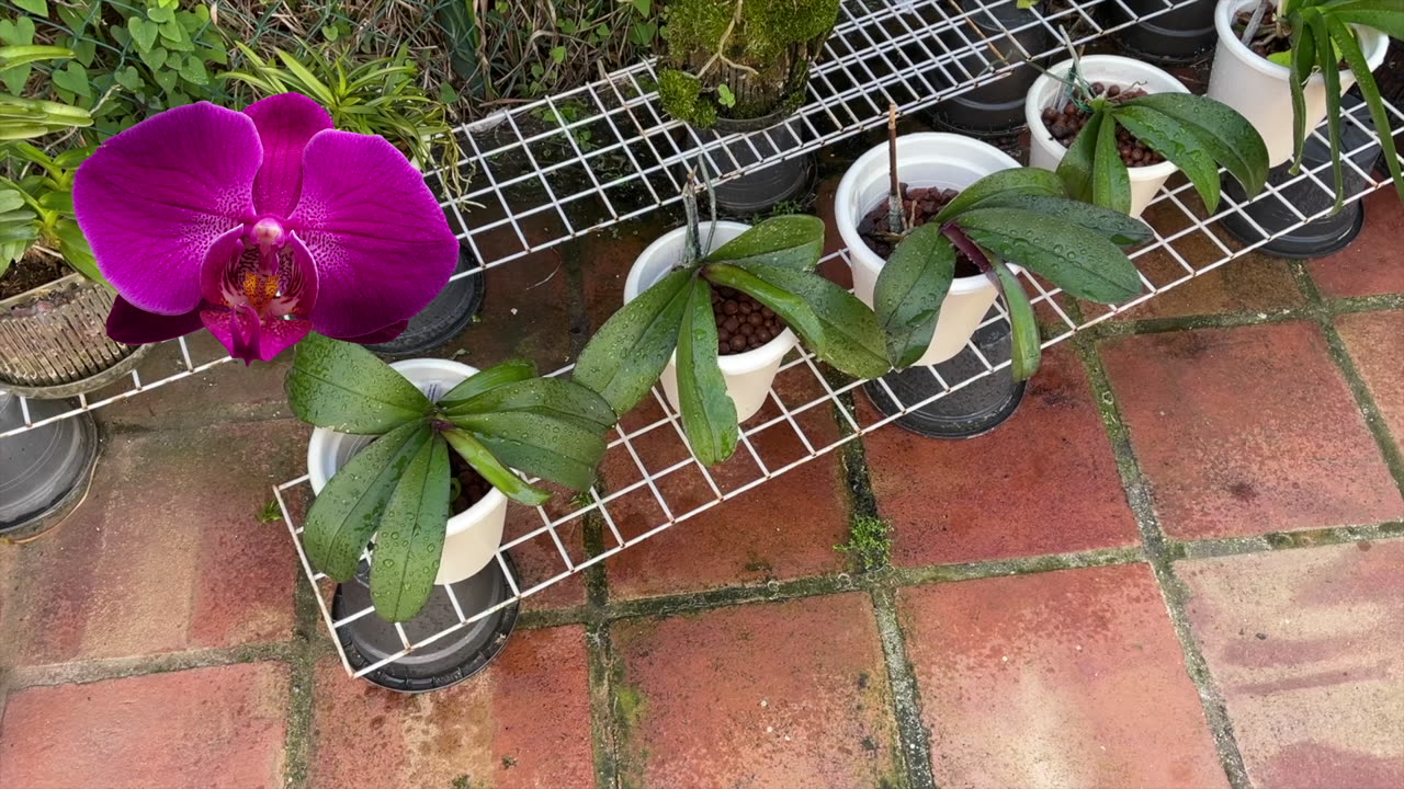Phalaenopsis Complex Hybrid Orchids UPDATE Look | Exposed to Low Temperatures & Rain #ninjaorchids