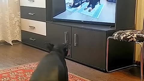 ##funny dog ## thejimmyshow doggy laugh