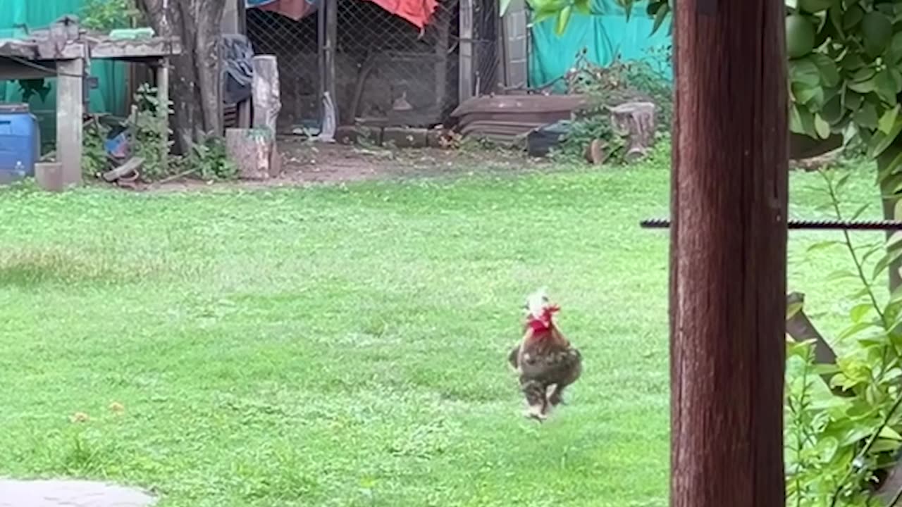 Rooster Romps Across Yard When Called