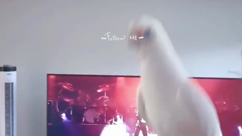 parrot dancing to michael jackson — too cool! 😂