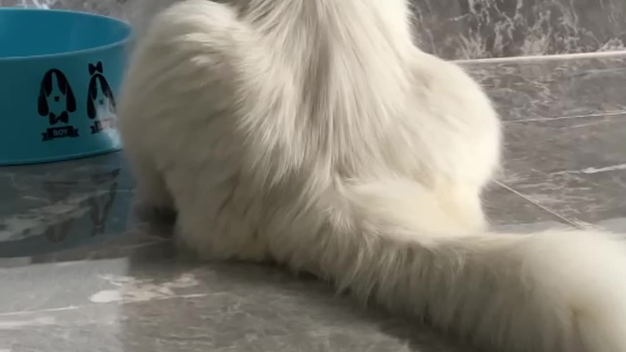 Cat cute funny animal