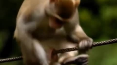 FUNNIEST Pets of 2025! 🤣