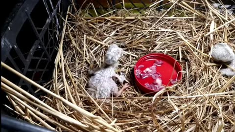 Significant support from the caregiver for two newly hatched white stork chicks 🐥🐥❤