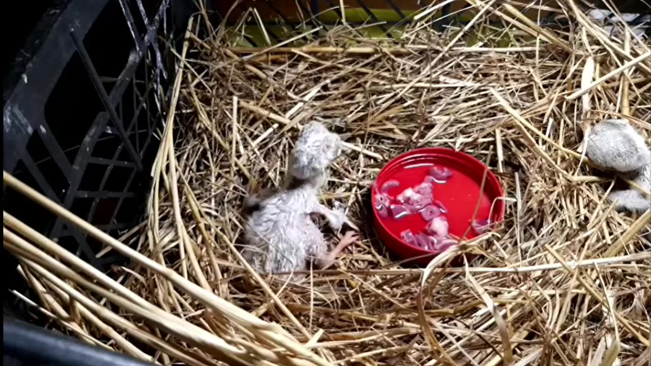 Significant support from the caregiver for two newly hatched white stork chicks 🐥🐥❤