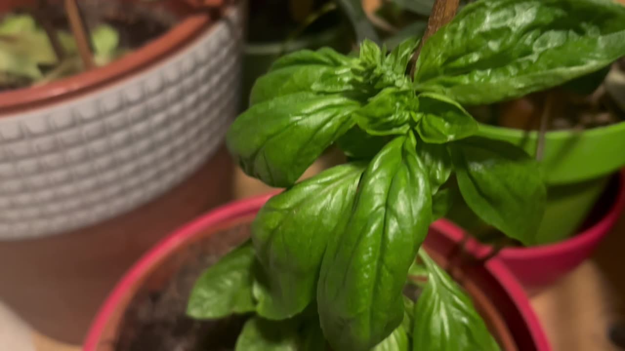 Indoor Basil growth.