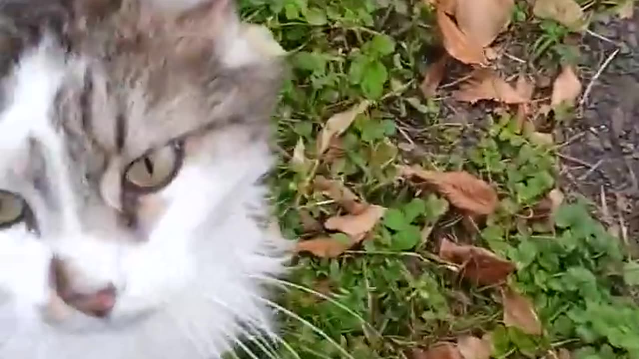 Cute Kittens Heart-Melting Moments!