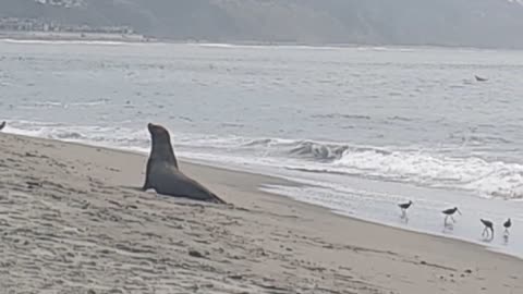 Monterey Bay Locals