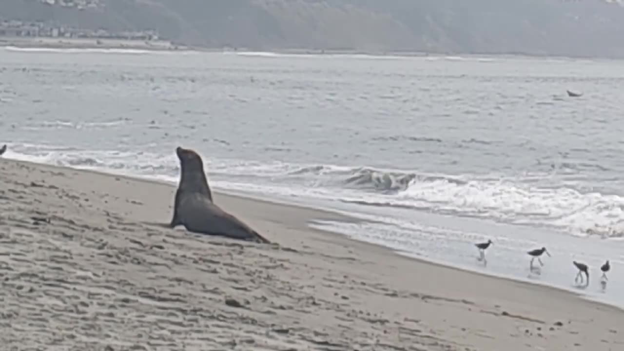Monterey Bay Locals