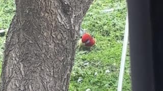 Rosella in the Pyramid.