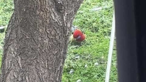 Rosella in the Pyramid.