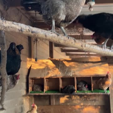 The Girls in our Small Coop