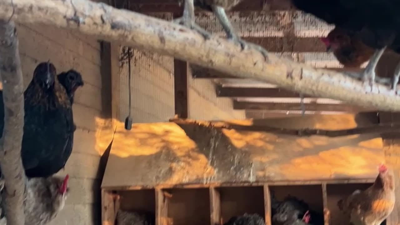 The Girls in our Small Coop