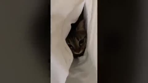 Funny animals video
