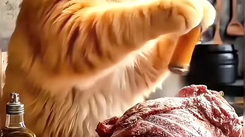 Meow Mood: Funny Cats Being Cute & Crazy! – 224
