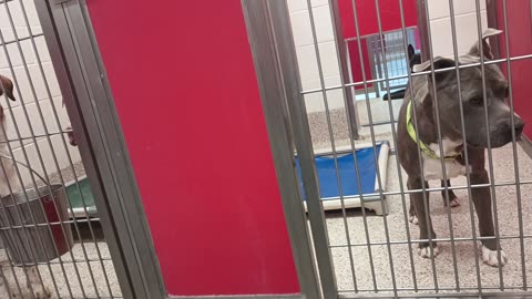 Iris-outside right 8y A872702 Spirit 3y A874248 kennel 209 harrys haven Iris needs space20250704_852