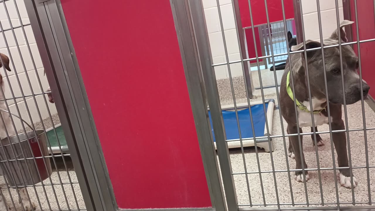 Iris-outside right 8y A872702 Spirit 3y A874248 kennel 209 harrys haven Iris needs space20250704_852