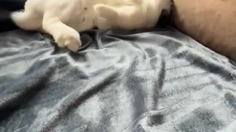 When you're very very tired 🐇💤