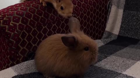 Squirrel and Bunny on the Couch – Cuteness in the Living Room! 🐰🐿️🛋️