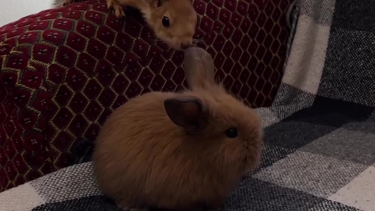 Squirrel and Bunny on the Couch – Cuteness in the Living Room! 🐰🐿️🛋️