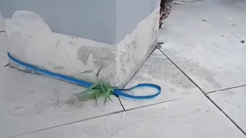 Stupid cat