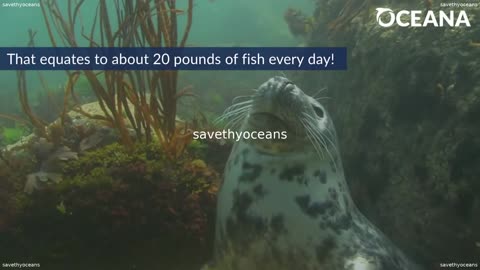 Gray Seals Piscivorus Pinnipeds Oceana
