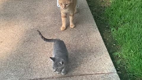 Cat Gets Framed