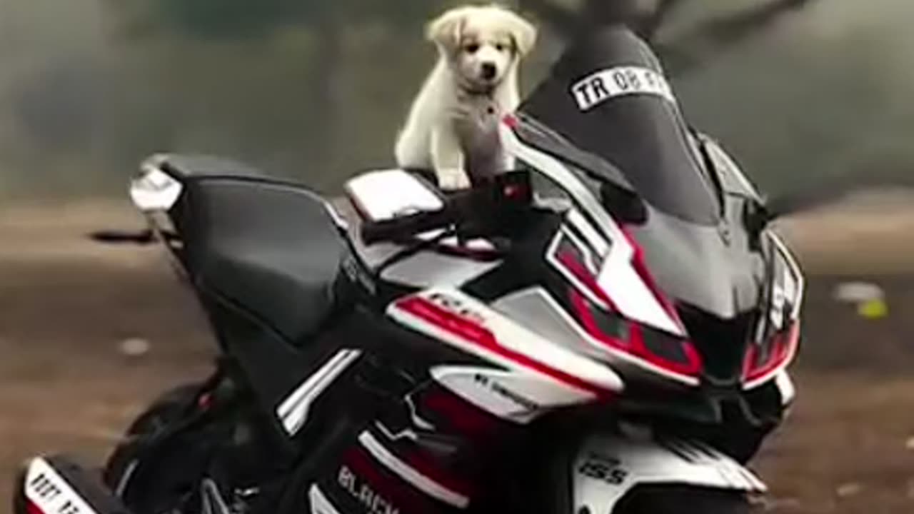 #dog cute dog 😍🐕