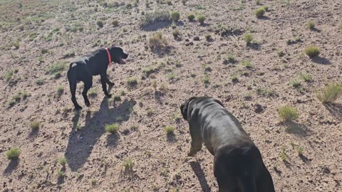 The RIGHT puppy imprinting