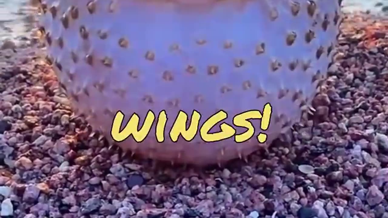 FUNNY ANIMALS 😍🤣🤣🤣🥵🥶