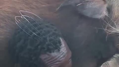 Hadzabe Tribe Hunting Successful