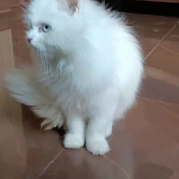 billi ki video😺- little mao - billi wala video - ai cat video - cat wala video- #catvideo #billi