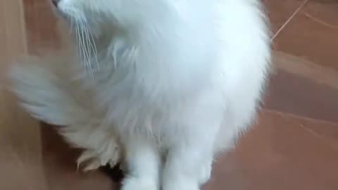 billi ki video😺- little mao - billi wala video - ai cat video - cat wala video- #catvideo #billi