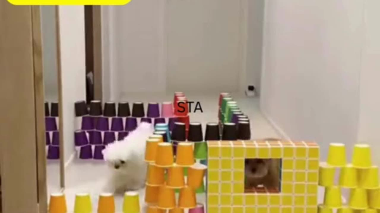 🐾 | Funny Dog Puzzle