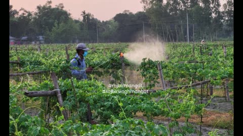 Common farm chemicals may be heralding an ‘insect apocalypse’