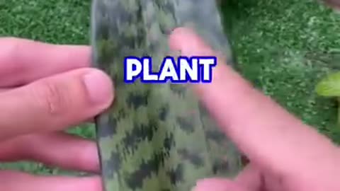 Simple natural pain treatment