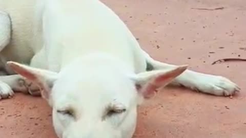 funny dog snake complication