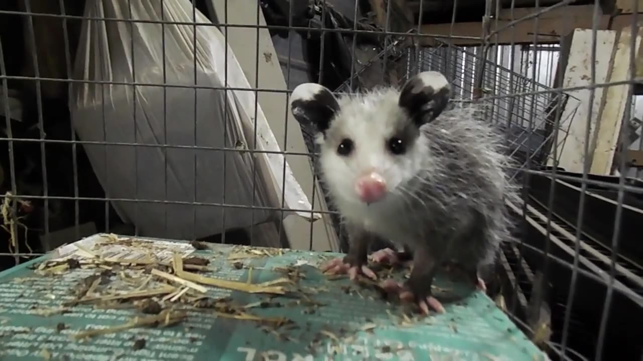Baby Possum Song