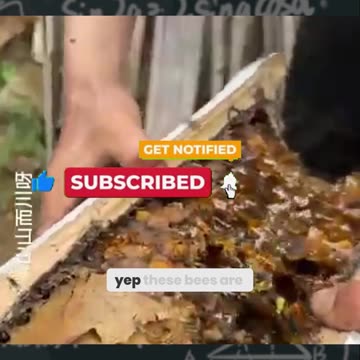 The Price of This Honey Will Shock You – Here’s Why It’s More Expensive Than Gold