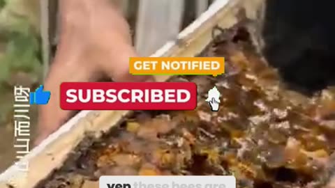 The Price of This Honey Will Shock You – Here’s Why It’s More Expensive Than Gold