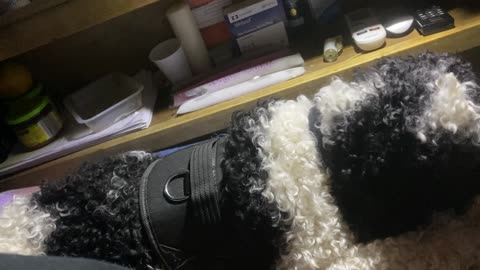 A SHORT UPDATE ABOUT A PUPPY!
