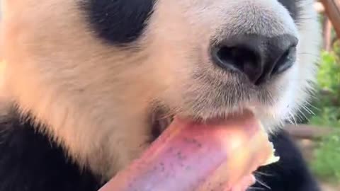 #panda_#pandas_#foryou_#fyp_#vira