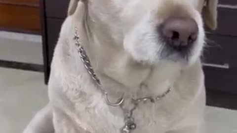 Sare ke sare garib ho….😜😜😂 #funny #comedy #2025 #labrador #doglover