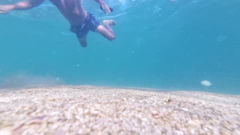Fish feedin' in Arrabida, Margem Sul Portugal Sept 2025