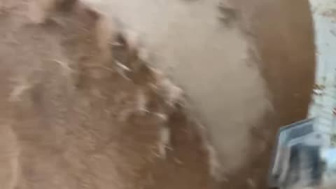 TRIMMING A HORSE IS SO SATISFYING