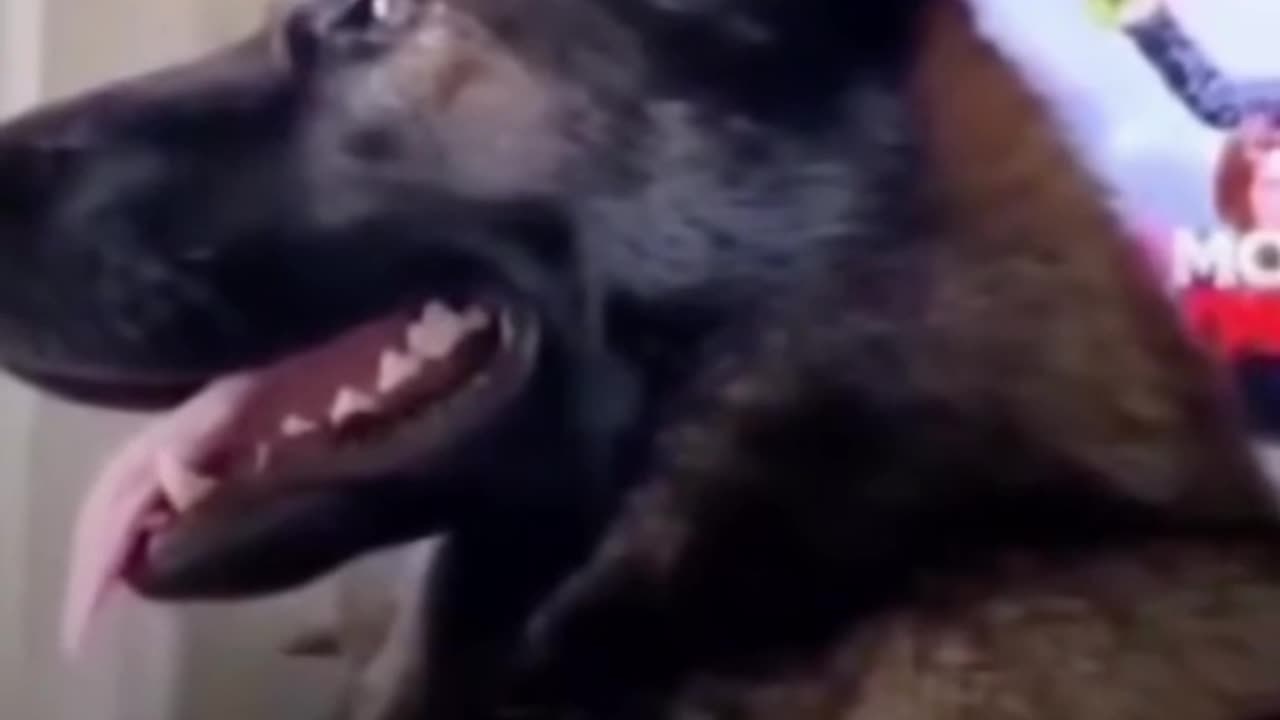 Funny Pets