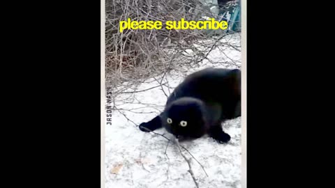 Laugh Out Loud Hilarious Fails and Epic