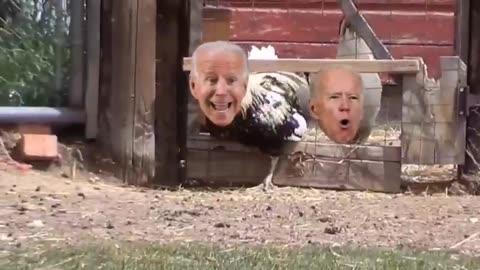 Chicken 🐔 Biden